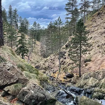 Borovi 3 - Tartufo Bianco Divčibare