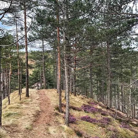 Borovi 3 - Tartufo Bianco Divčibare